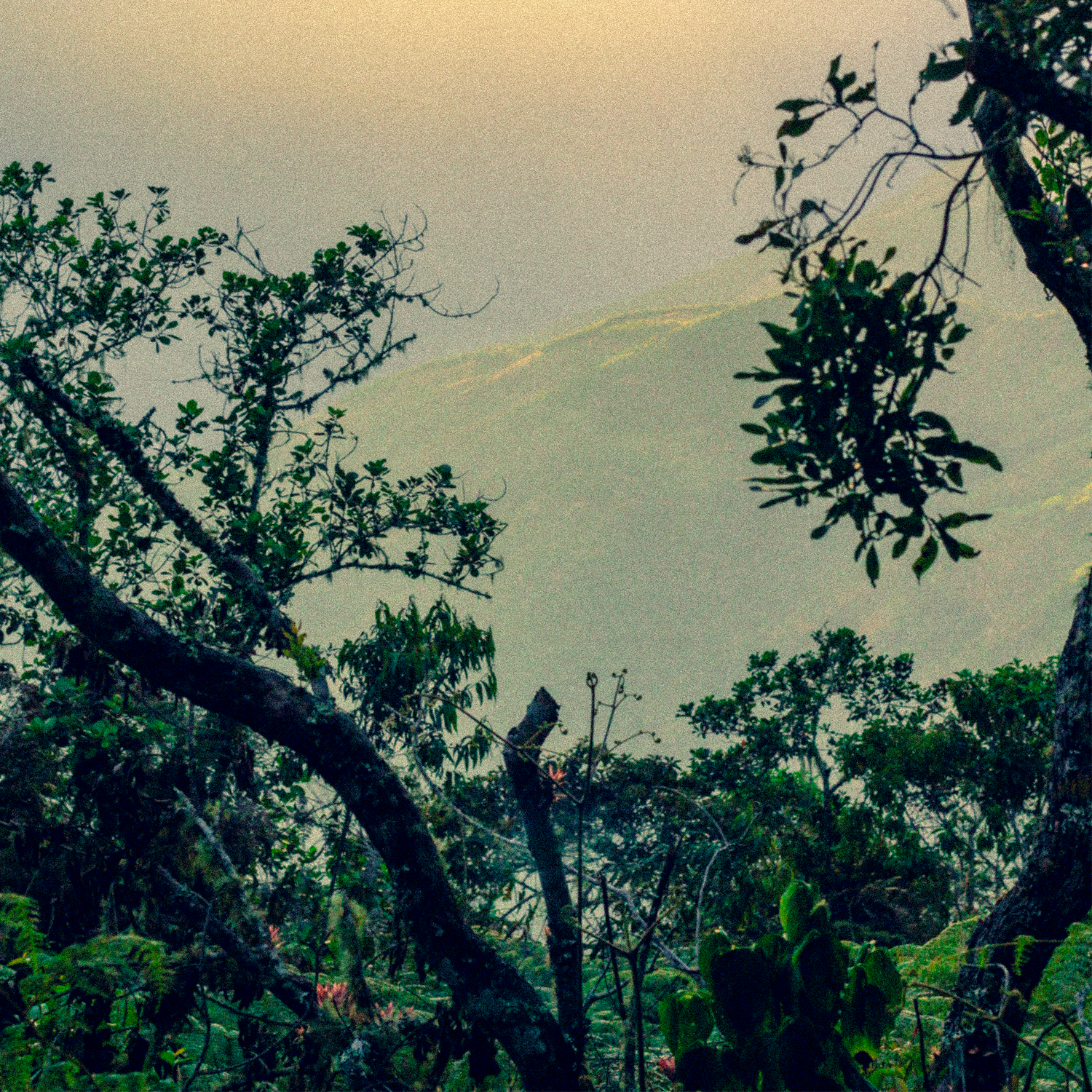 apulinli organic coffee