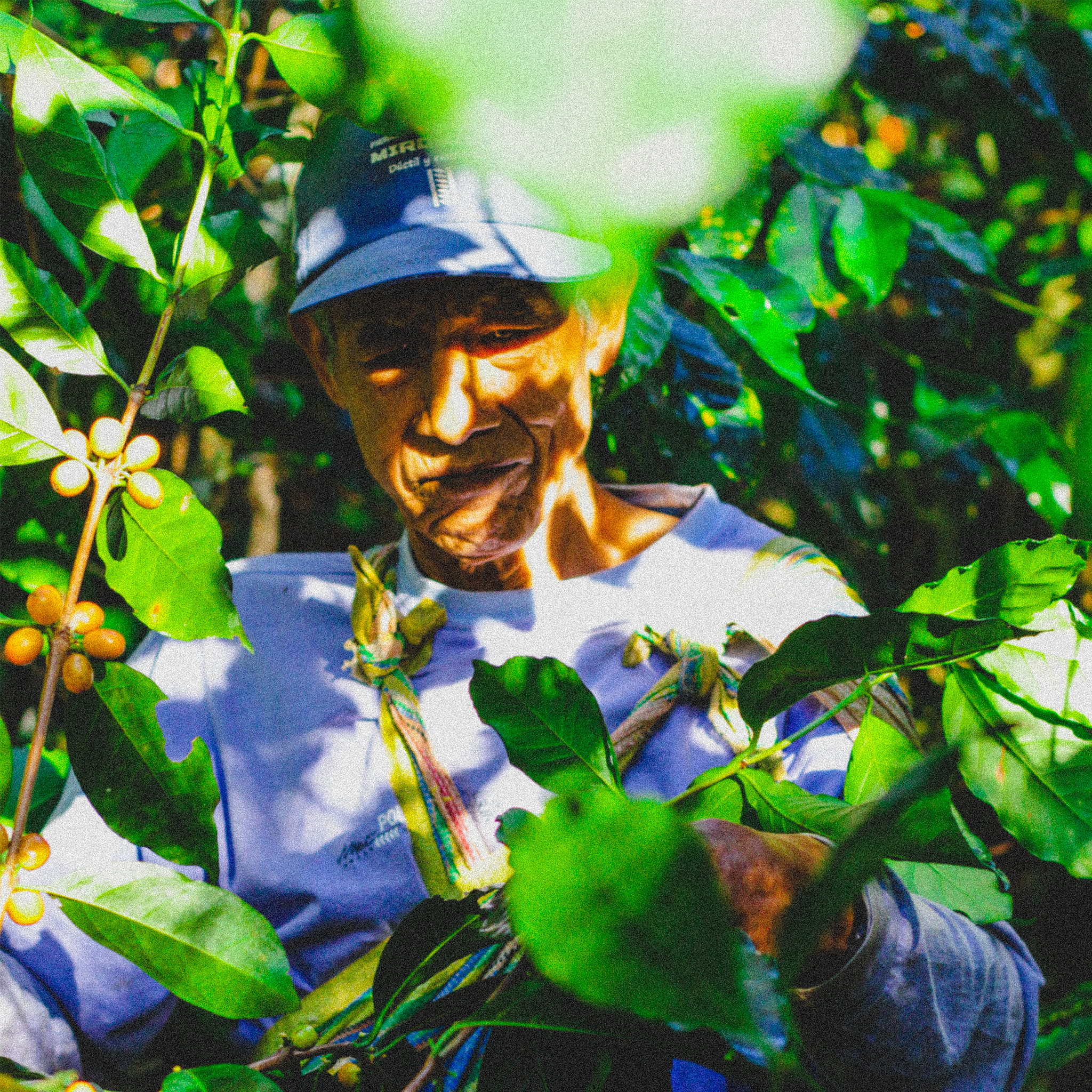 apulinli organic coffee