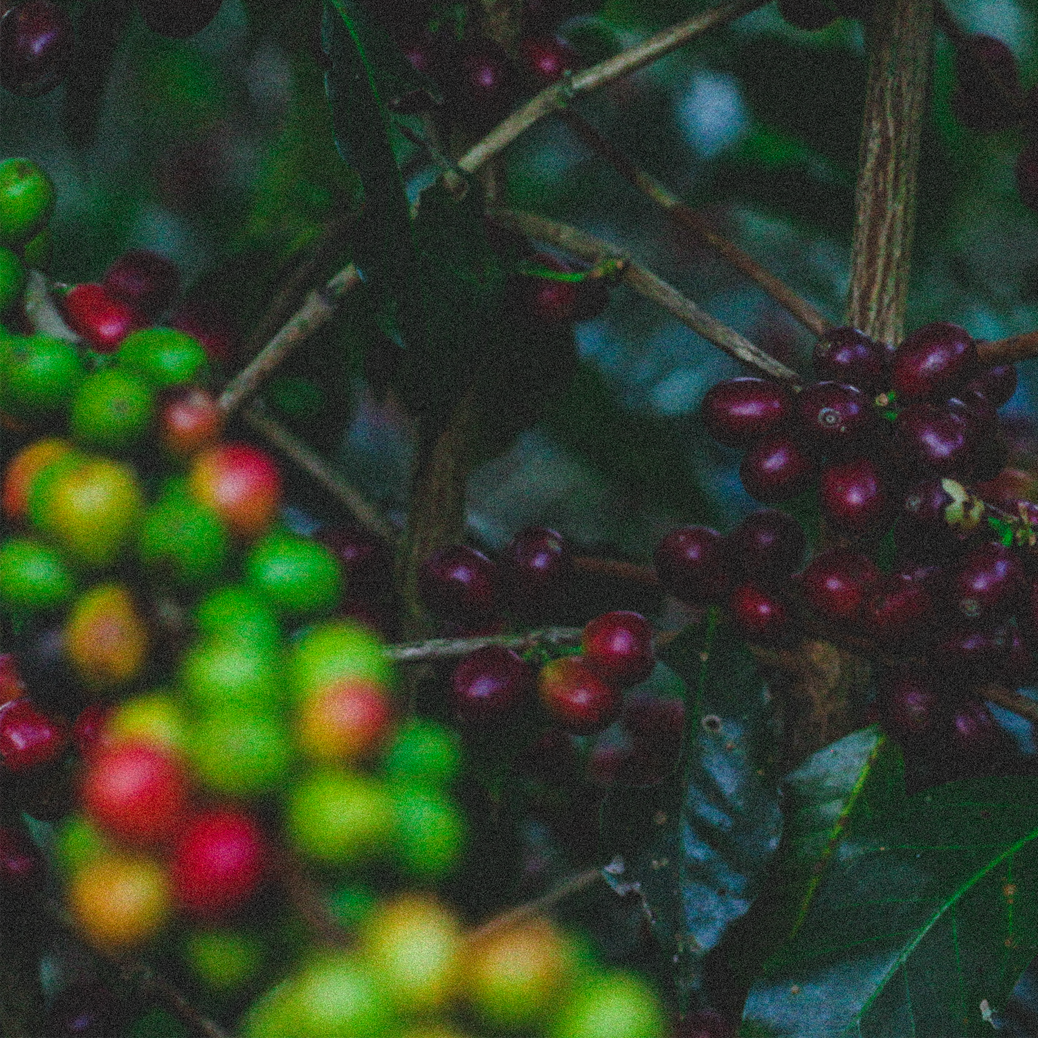 apulinli organic coffee