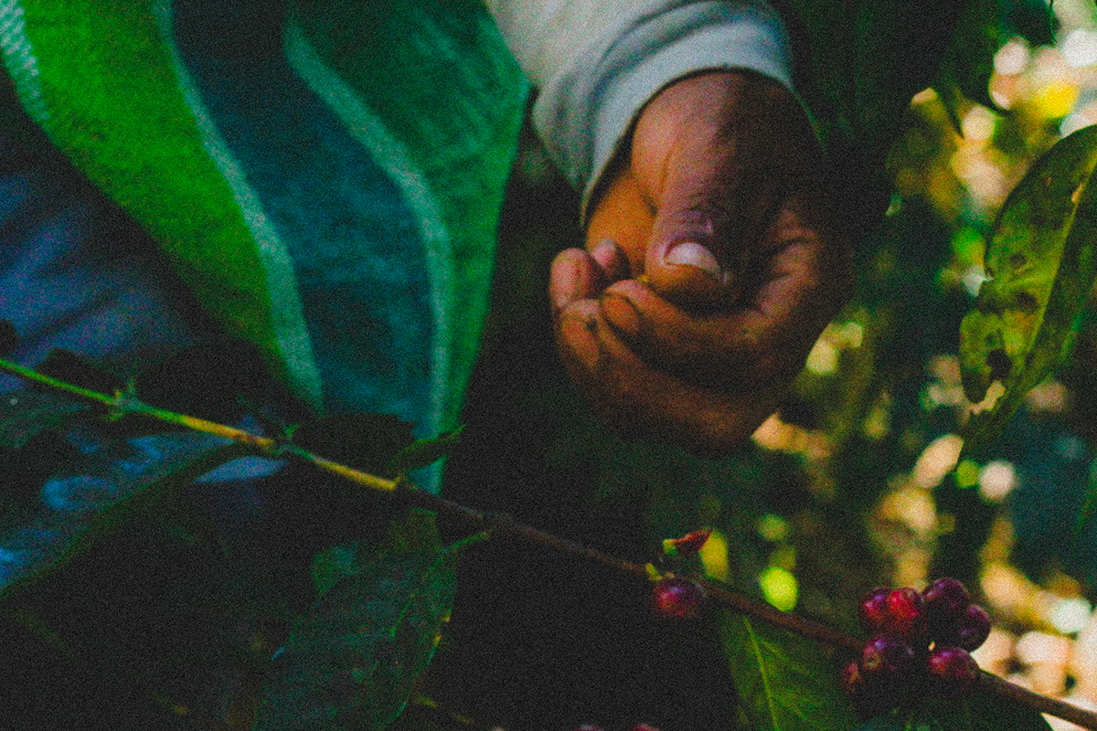 organic coffee harvesting